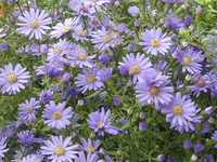 ASTER CORDIFOLIUS 'LITTLE CARLOW'