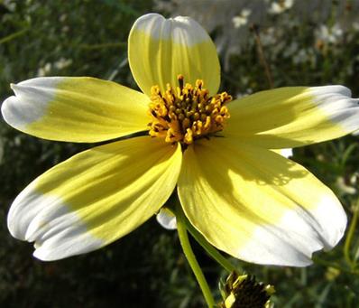 BIDENS HETEROPHYLLA 'HANNAY'S LEMON DROP'