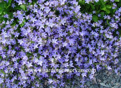 CAMPANULA POSCHARSKYANA 'TEMPLINER TEPPICH'