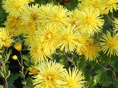 CHRYSANTHEMUM 'GELBE SPINNE'