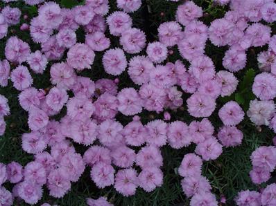 DIANTHUS 'PIKE'S PINK'