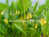 DISPORUM FLAVUM