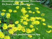 DORONICUM PLANTAGINEUM 'EXCELSUM'