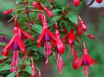 FUCHSIA MAGELANICA 'DAVID'