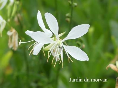 GAURA LINDHEIMERI 'COOL BREEZE'