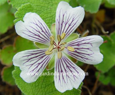 GERANIUM RENARDII