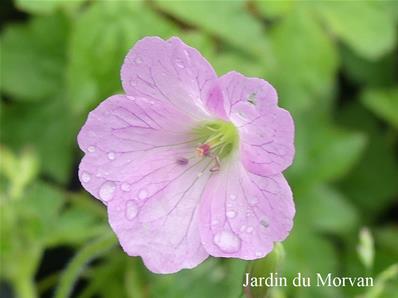 GERANIUM OXONIANUM 'WARGRAVE PINK'