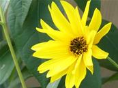 HELIANTHUS TUBEROSUS 'NAIN'