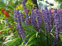 LIRIOPE MUSCARI 'INGWERSEN'