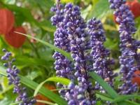 LIRIOPE MUSCARI 'INGWERSEN'