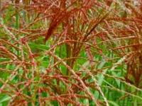 MISCANTHUS SINENSIS 'MALEPARTUS'