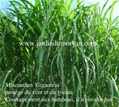 MISCANTHUS 'GIGANTEUS'
