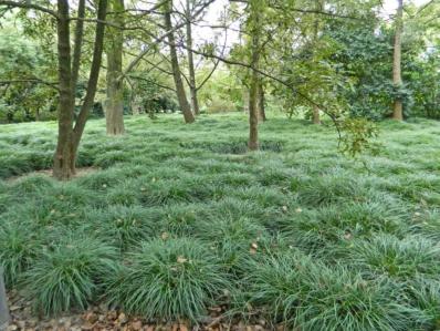 OPHIOPOGON PLANISCAPUS