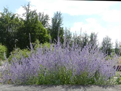 PEROVSKIA ABROTANOIDES 'LITTLE SPIRE'