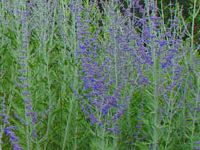 PEROVSKIA ABROTANOIDES 'LITTLE SPIRE'