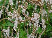 POLYGONUM AMPLEXICAULE 'ALBUM'