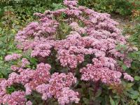 SEDUM 'MATRONA'