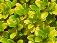 THYMUS CITRIODORUS 'BERTRAM ANDERSON'