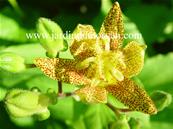 TRICYRTIS LATIFOLIA