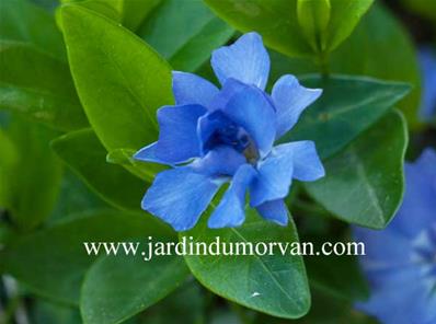 VINCA MINOR 'FLORE PLENO'