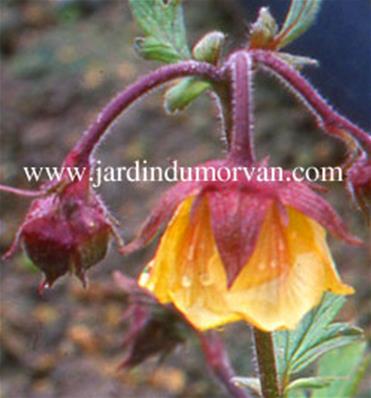 GEUM 'BEECH HOUSE APRICOT'