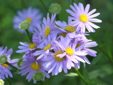 ASTER KORAIENSIS