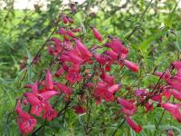 PENSTEMON 'WINDSOR RED'