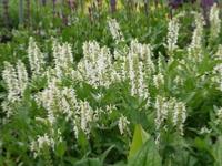 SALVIA NEMOROSA 'SCHNEEHÜGEL'