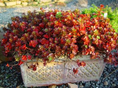 SEDUM SPURIUM 'FULDAGLUT'