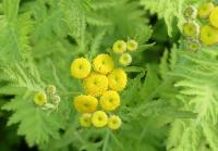 TANACETUM VULGARE 'ISLA GOLD'