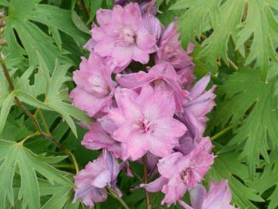 DELPHINIUM x CULTORUM 'DUSKY MAIDEN'