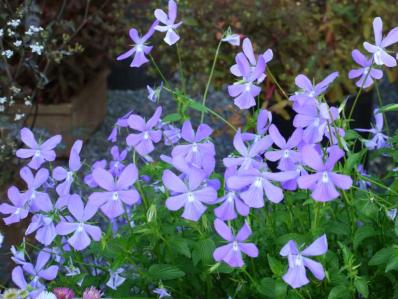 VIOLA CORNUTA