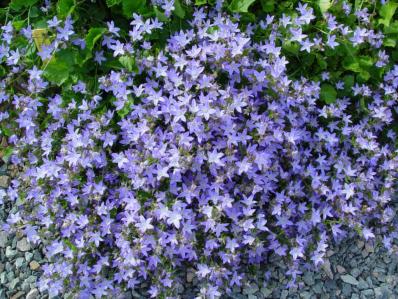 CAMPANULA POSCHARSKYANA 'BLAURANKE'