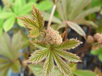 RODGERSIA AESCULIFOLIA 'CHOCOLATE WINGS' (176)