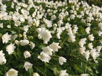 ANEMONE NEMOROSA 'VESTAL'