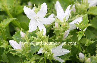 CAMPANULA POSCHARSKYANA 'WEIZRANKE'