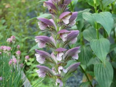ACANTHUS SYRIACUS