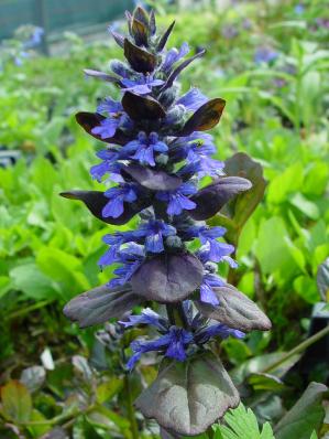 AJUGA REPTANS 'CATLIN'S GIANT'