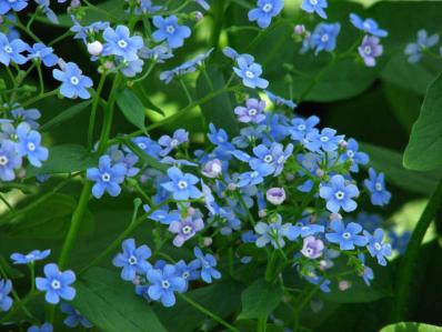 BRUNNERA MACROPHYLLA