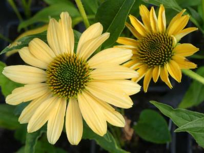 ECHINACEA PURPUREA 'MELLOW YELLOW'