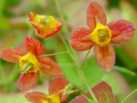 EPIMEDIUM X 'ORANGE KONINGIN'