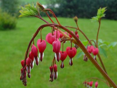 DICENTRA SPECTABILIS