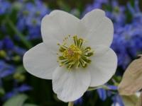 HELLEBORUS NIGER 'PRAECOX'