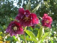 HELLEBORUS ORIENTALIS ‘DOUBLE HELEN RED’