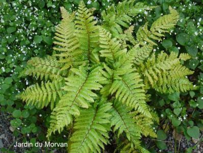  POLYSTICHUM POLYBLEFARUM