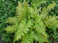  POLYSTICHUM POLYBLEFARUM