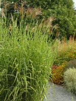 MISCANTHUS SINENSIS 'STRICTUS'