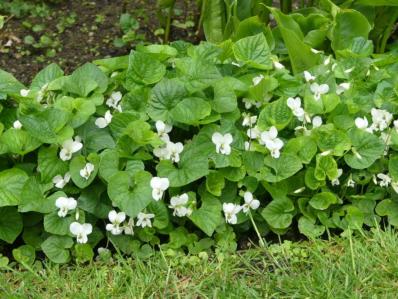 VIOLA SORORIA ALBIFLORA