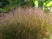 PANICUM VIRGATUM 'WARRIOR'