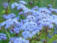 CONOCLINIUM COELESTINUM
